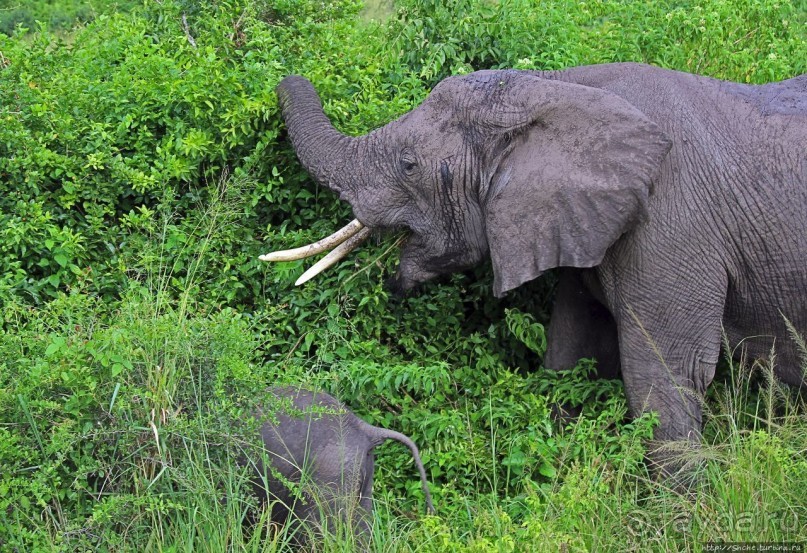 Львица на кактусе, или сафари по парку Королевы Елизаветы