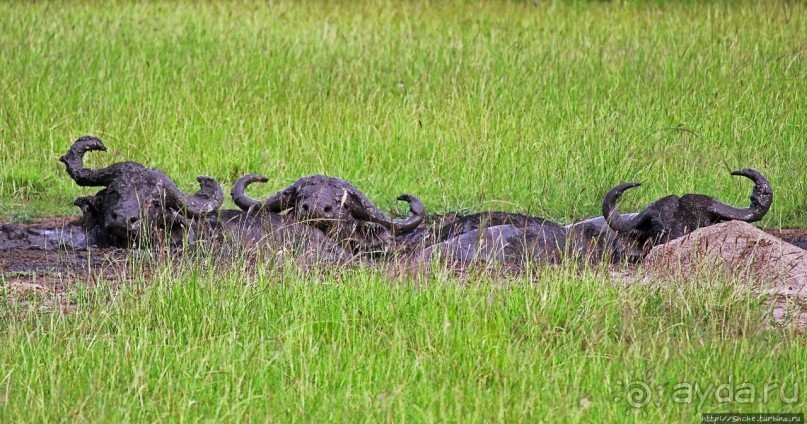 Львица на кактусе, или сафари по парку Королевы Елизаветы