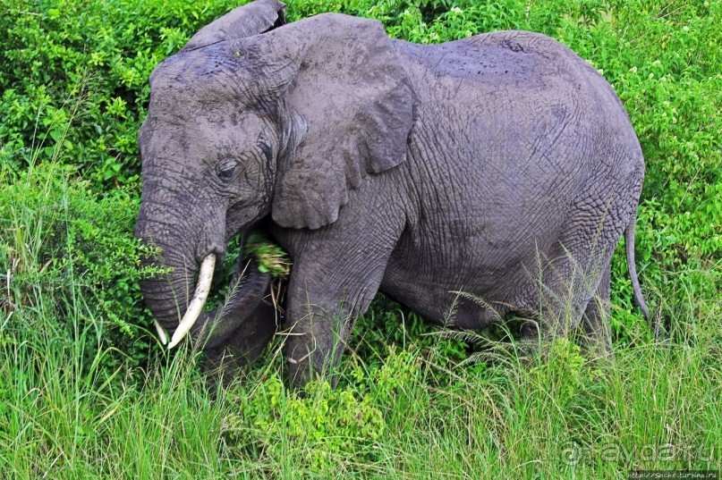 Львица на кактусе, или сафари по парку Королевы Елизаветы