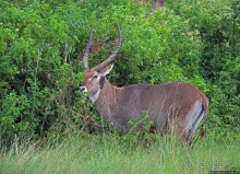 Львица на кактусе, или сафари по парку Королевы Елизаветы