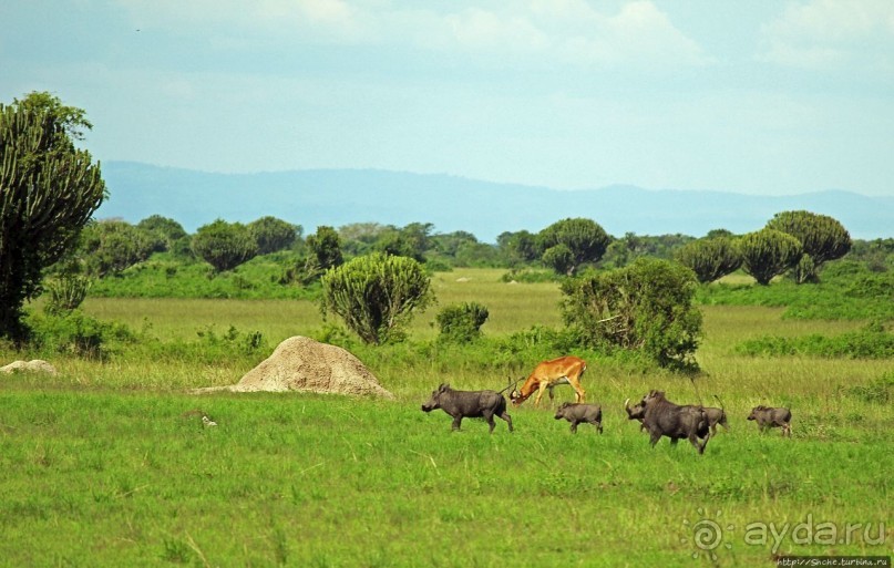 Львица на кактусе, или сафари по парку Королевы Елизаветы