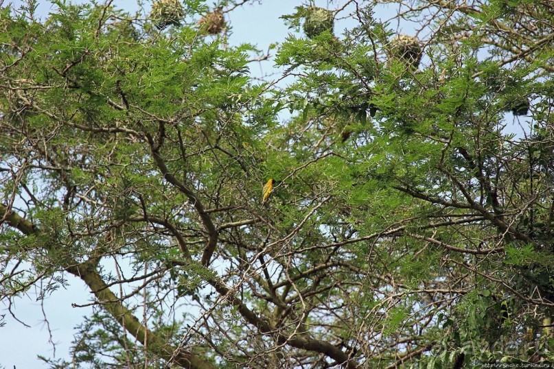 Львица на кактусе, или сафари по парку Королевы Елизаветы