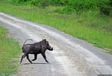 Львица на кактусе, или сафари по парку Королевы Елизаветы