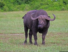 Львица на кактусе, или сафари по парку Королевы Елизаветы