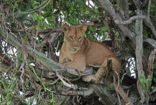 Львица на кактусе, или сафари по парку Королевы Елизаветы