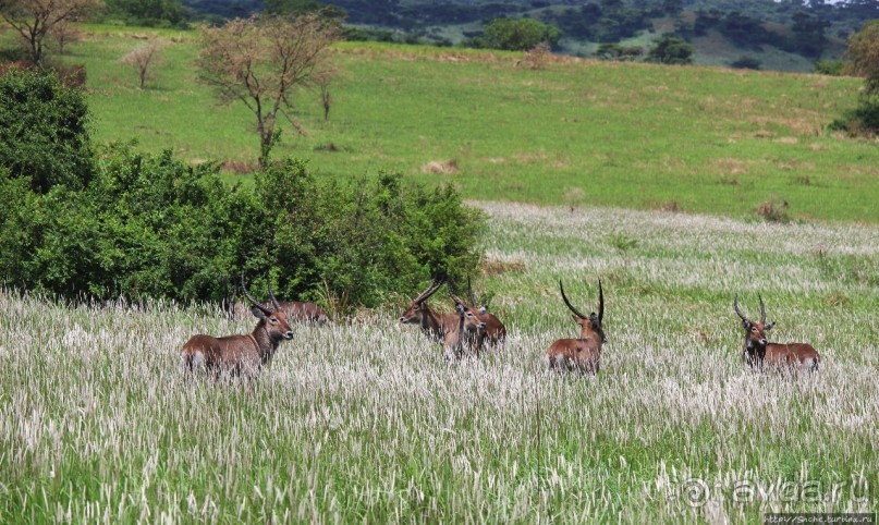 Львица на кактусе, или сафари по парку Королевы Елизаветы