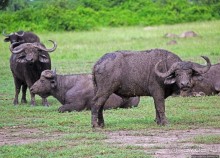 Львица на кактусе, или сафари по парку Королевы Елизаветы
