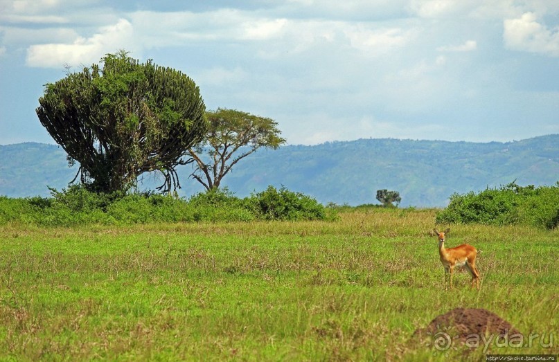 Львица на кактусе, или сафари по парку Королевы Елизаветы