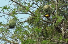 Львица на кактусе, или сафари по парку Королевы Елизаветы