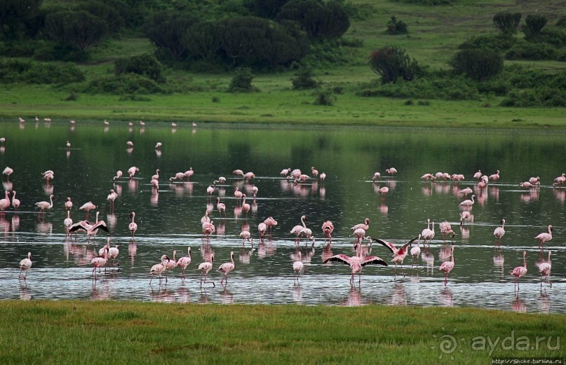 Львица на кактусе, или сафари по парку Королевы Елизаветы