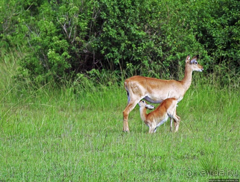 Львица на кактусе, или сафари по парку Королевы Елизаветы