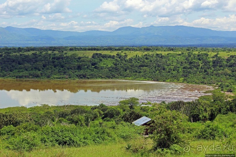 Львица на кактусе, или сафари по парку Королевы Елизаветы