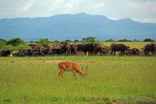 Львица на кактусе, или сафари по парку Королевы Елизаветы