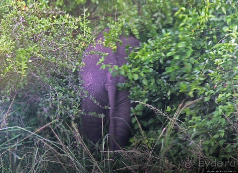 Львица на кактусе, или сафари по парку Королевы Елизаветы