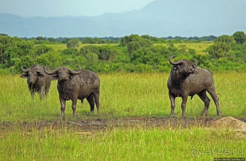 Львица на кактусе, или сафари по парку Королевы Елизаветы