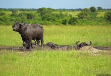 Львица на кактусе, или сафари по парку Королевы Елизаветы