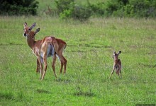 Львица на кактусе, или сафари по парку Королевы Елизаветы