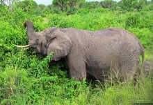 Львица на кактусе, или сафари по парку Королевы Елизаветы