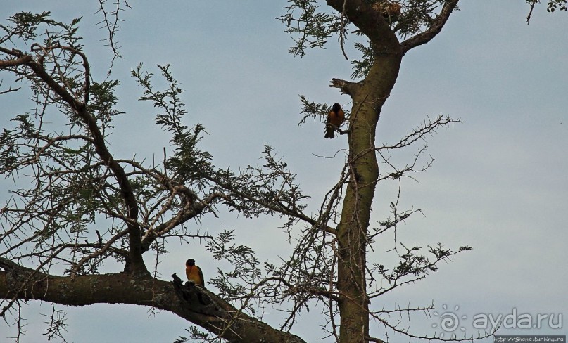 Львица на кактусе, или сафари по парку Королевы Елизаветы