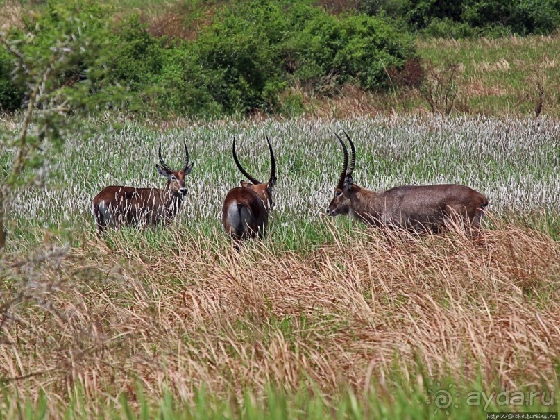 Львица на кактусе, или сафари по парку Королевы Елизаветы