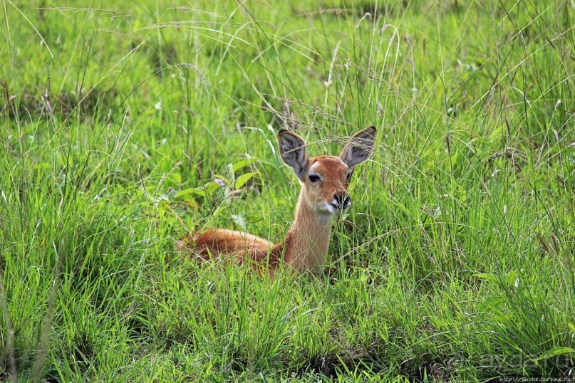Львица на кактусе, или сафари по парку Королевы Елизаветы Львица на кактусе, или сафари по парку Королевы Елизаветы