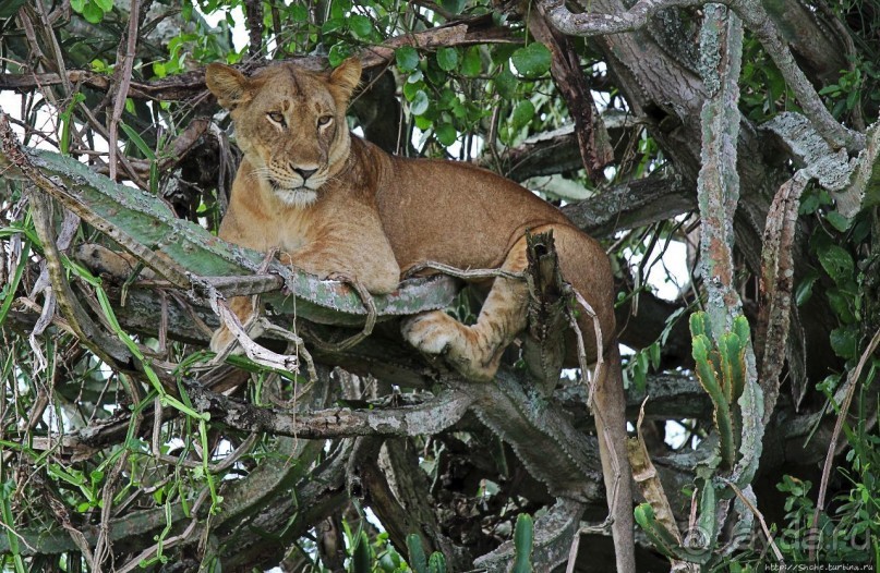 Львица на кактусе, или сафари по парку Королевы Елизаветы Львица на кактусе, или сафари по парку Королевы Елизаветы