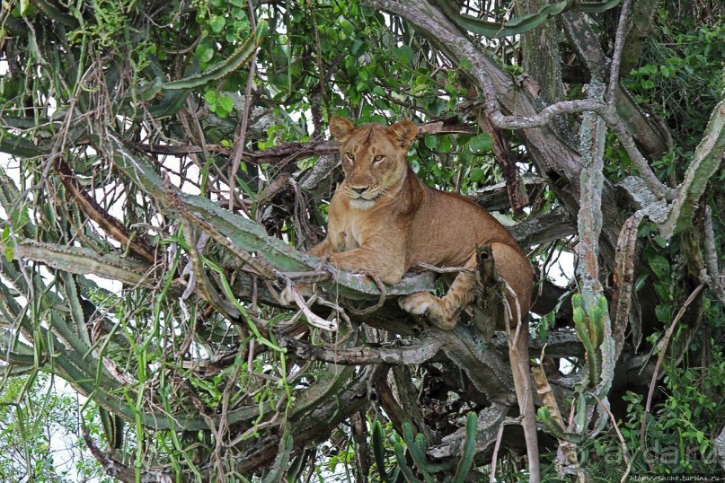 Львица на кактусе, или сафари по парку Королевы Елизаветы Львица на кактусе, или сафари по парку Королевы Елизаветы