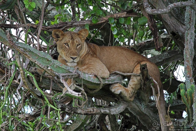 Львица на кактусе, или сафари по парку Королевы Елизаветы Львица на кактусе, или сафари по парку Королевы Елизаветы