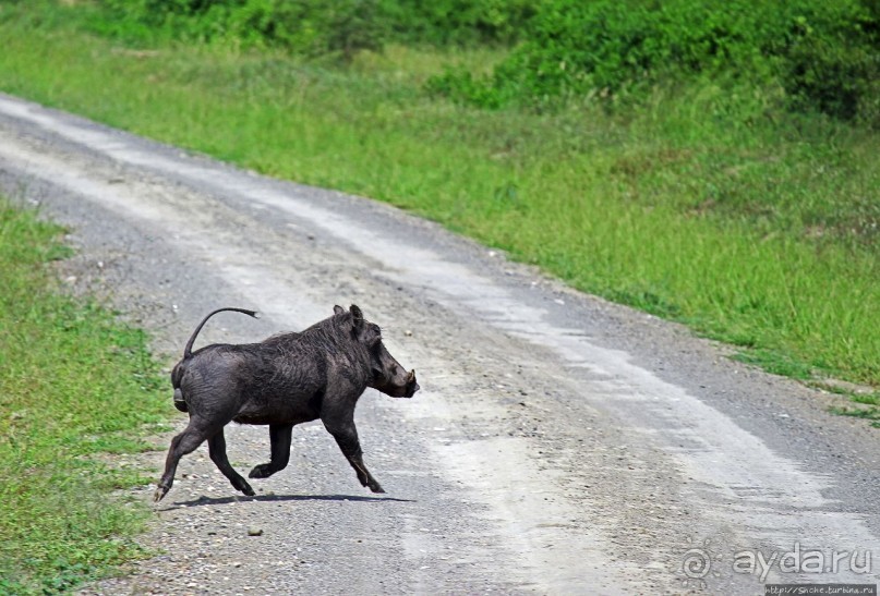 Львица на кактусе, или сафари по парку Королевы Елизаветы Львица на кактусе, или сафари по парку Королевы Елизаветы