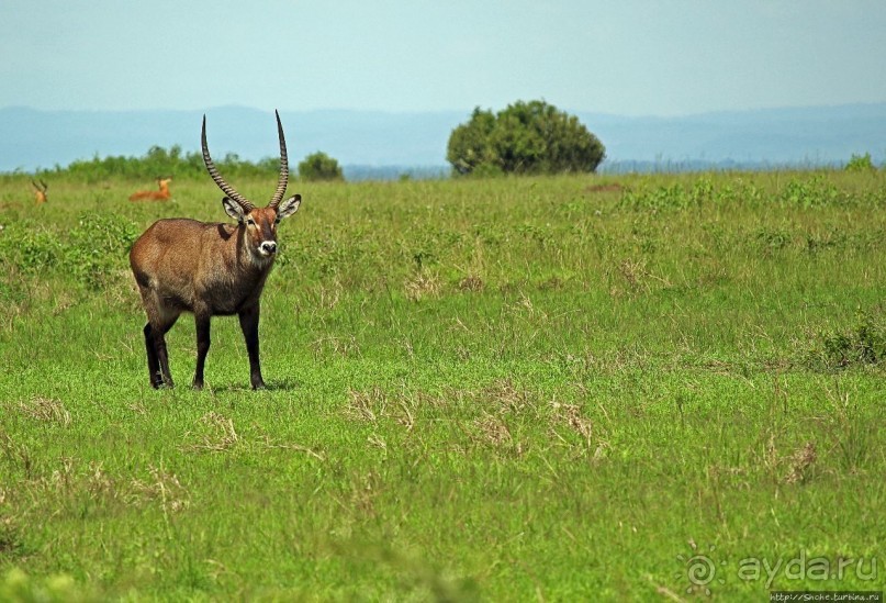 Львица на кактусе, или сафари по парку Королевы Елизаветы Львица на кактусе, или сафари по парку Королевы Елизаветы
