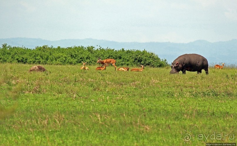 Львица на кактусе, или сафари по парку Королевы Елизаветы Львица на кактусе, или сафари по парку Королевы Елизаветы