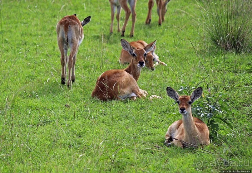 Львица на кактусе, или сафари по парку Королевы Елизаветы Львица на кактусе, или сафари по парку Королевы Елизаветы