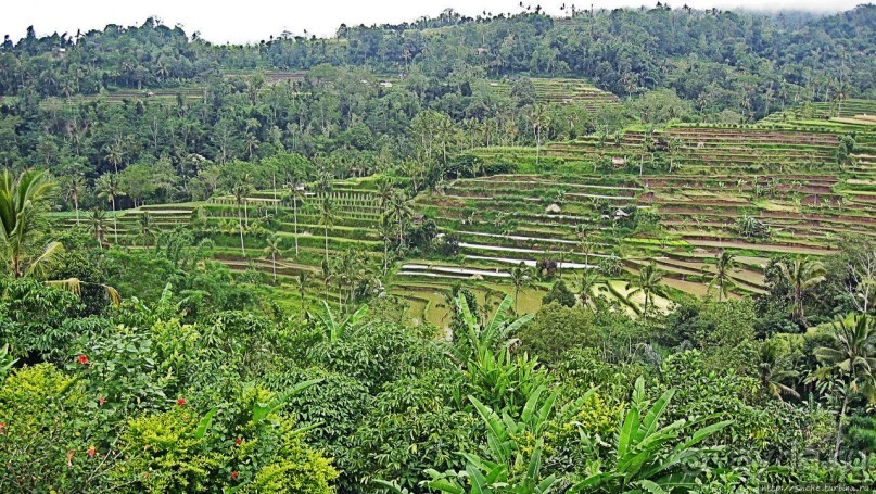 Оросительная система Субак на Бали (памятник ЮНЕСКО №1194) Оросительная система Субак на <a href=/indonesia/bali/>Бали</a> (памятник ЮНЕСКО №1194)