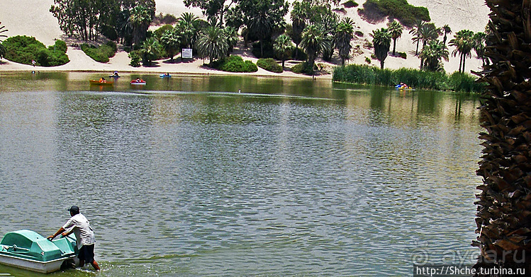 Крошечный оазис среди бескрайних песков