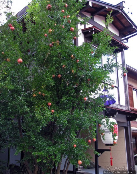 Осенний воскресный день на улицах Такаямы