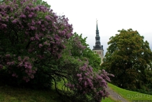 По Старому Таллину с Иваном ivankutchin