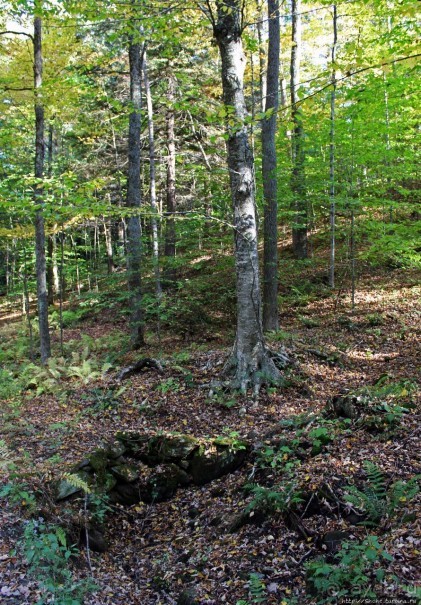 В гостях у Радуги. Рокфеллеровские места Вермонта