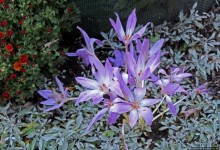 В гостях у Радуги. Рокфеллеровские места Вермонта