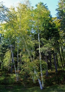 В гостях у Радуги. Рокфеллеровские места Вермонта