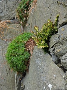 Замок викингов на острове святого Патрика (Остров Мэн - Британская корона)