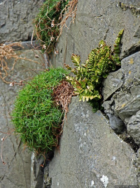 Замок викингов на острове святого Патрика (Остров Мэн - Британская корона)