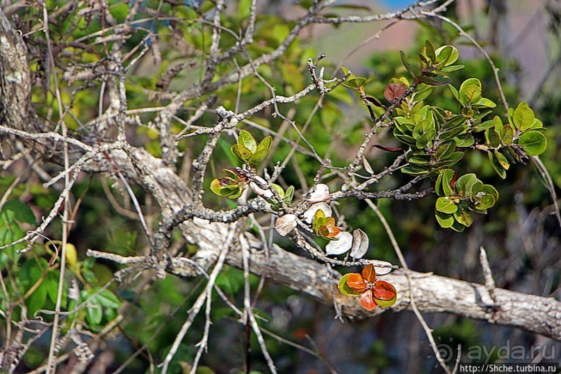 Альбом отзыва "Kalalau lookout — конец автогеографии острова Кауаи"