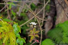 Альбом отзыва "Kalalau lookout — конец автогеографии острова Кауаи"