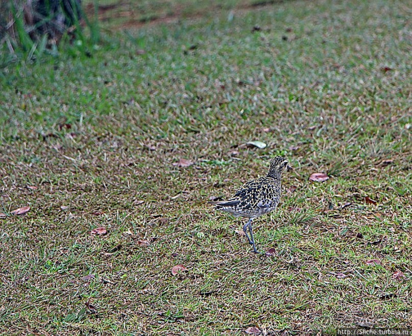 Kalalau lookout — конец автогеографии острова Кауаи