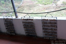 Лучшие друзья девушек, это ... жемчуга