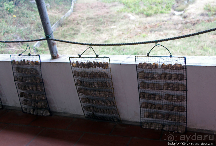 Лучшие друзья девушек, это ... жемчуга