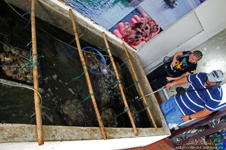 Лучшие друзья девушек, это ... жемчуга