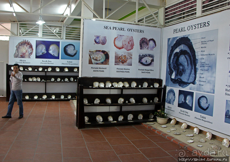 Лучшие друзья девушек, это ... жемчуга