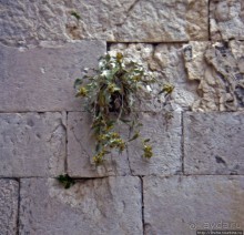 Омиш — приятный городок в устье реки Цетина