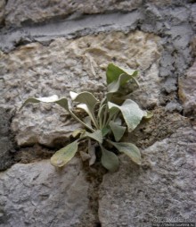 Омиш — приятный городок в устье реки Цетина